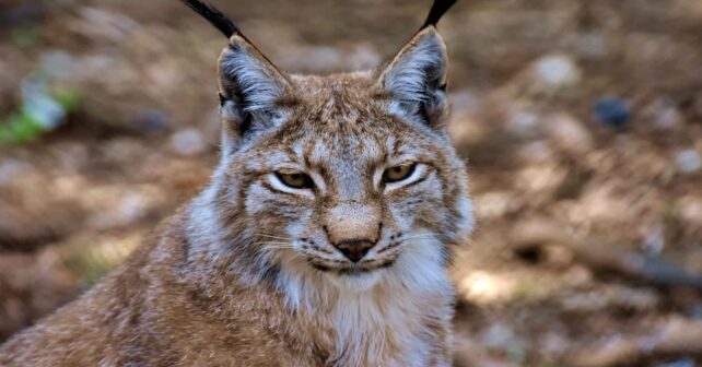 Lince comunidades autonomas