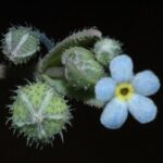 Qui a dit que la plante «  Gyrocaryum oppositifolium Valdés '' populairement connu sous le nom de «Nome Surround» a été éteinte?