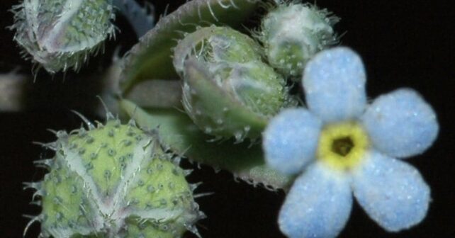 planta Gyrocaryum oppositifolium Valdés Nomevés extinguida