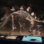 Réécriture de l'histoire évolutive de l'herbivore: découverte dans Teruel le crâne Stegosaurien le plus complet d'Europe