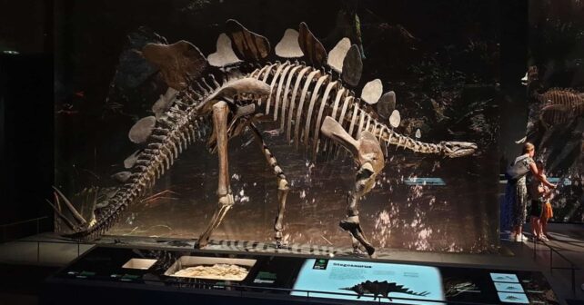 Reescribiendo la historia evolutiva del herbívoro descubierto en Teruel el cráneo de estegosaurio más completo de Europa