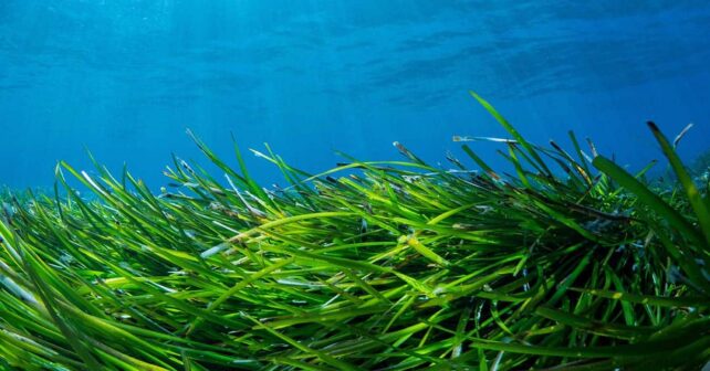 Red mediterránea posidonia Murcia