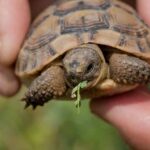 Réunion du «Conseil national des forêts» et du «Conseil d'État du patrimoine naturel et de la biodiversité» pour la première fois conjointement