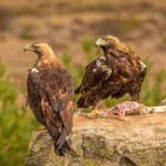 Sauvé un aigle impérial après avoir été pris dans un radeau d'irrigation en or à Oopesa (Toledo)