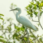 Savoir comment fonctionne la synchronie des oiseaux migrateurs