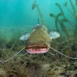 Siluro: espèces envahissantes qui menacent le doñana