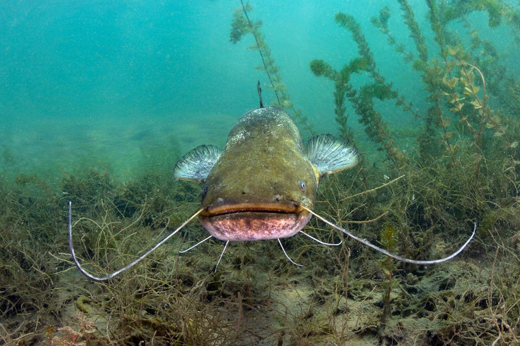 Siluro Siluro: espèces envahissantes qui menacent le doñana - Espèces-menacées.fr