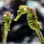 Situé 125 espèces, y compris les hippocampes, dans la marine résidentielle des canaux Empuriabava (Gerona)