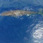 Tercotes dans les îles Canaries: les collisions avec des navires les poussent à l'extinction locale