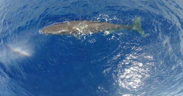 cachalotes canarias colisiones buques extincion