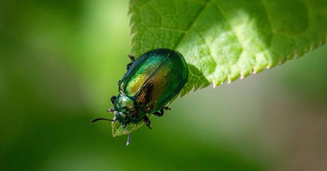 Guterrez ONU armonía naturaleza forma sostenible