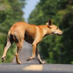 Un chien a été tué par un policier à Tarragone et Pacma demande à les former pour éviter ces incidents