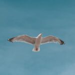 Une étude remet en question l'évolution des ailes d'oiseaux: ils seraient conditionnés par le développement embryonnaire