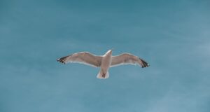 Un estudio cuestiona la evolución de las alas de las aves