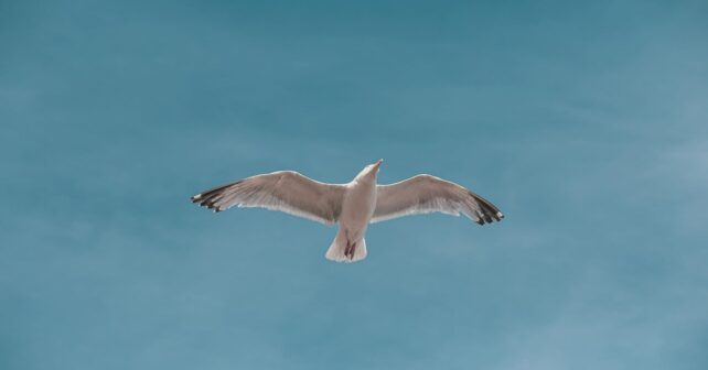 Un estudio cuestiona la evolución de las alas de las aves