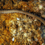 Une nouvelle espèce de ver de ruban a été trouvée dans la Ría de Arousa