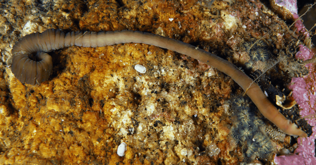 especie gusano cinta Ría Arousa