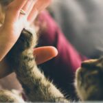 Votre animal de compagnie est-il l'un de la famille?