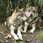 Wolf: «Annus horribilis» pour cette espèce, maintenant l'UE a affaibli sa stricte protection
