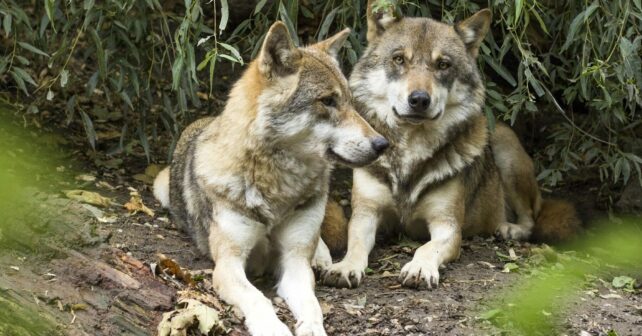 Lobo UE debilitado protección