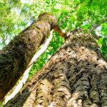 World Wide Wood: L'encyclopédie qui vous dit tout ce que vous avez toujours voulu savoir sur les arbres du monde