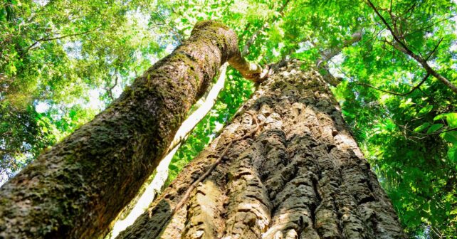 World Wide Wood arboles