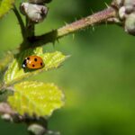 Zaragoza change d'agrochimie pour les insectes qui combattent naturellement les ravageurs