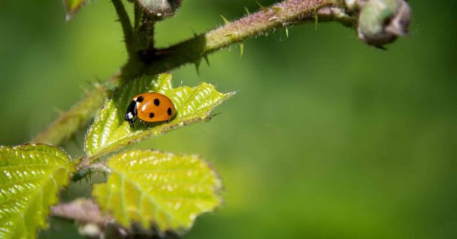 Zaragoza insectos combaten plagas
