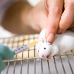544 jours dans un laboratoire d'expérimentation animale: le cas vivant dans un documentaire