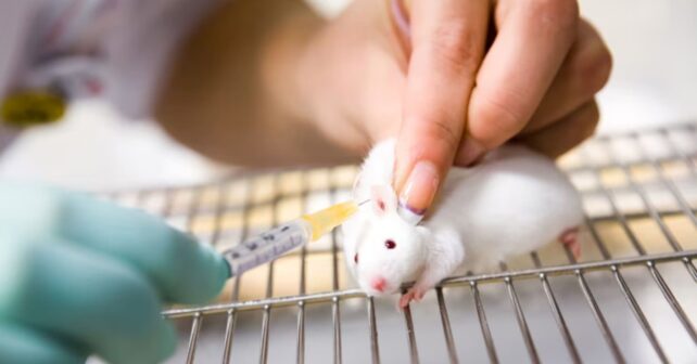 544 días en un laboratorio de experimentación animal el caso Vivotecnia en un documental