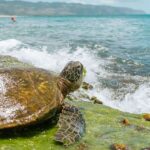 Alliance parmi plus de 80 municipalités pour sauver les tortues de mer: l'omnium mondial collabore dans cette initiative