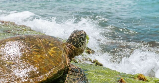 tortugas marinas Global Omnium