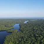 Amazon Jungle: les petits arbres soutiennent la sécheresse mais le plus grand dé