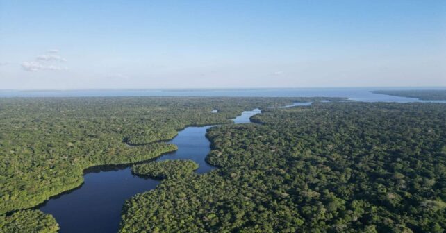 Selva Amazónica: los árboles pequeños soportan la sequía pero los más grandes mueren