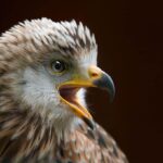Amus: 3 décennies dédiées à la conservation des espèces sauvages