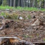 Arboricide dans la vallée d'Argo (Extremradura)