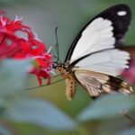 Autillo, pair ou moineau trouvent de la nourriture dans les zones vertes des villes car elles abritent des fleurs, des papillons, des abeilles et d'autres pollinisateurs