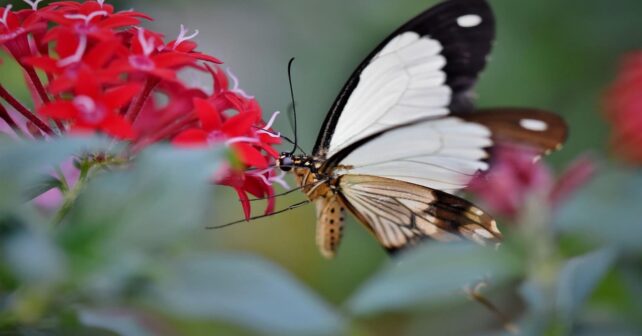 El autillo, el jilguero o el gorrión encuentran alimento en las zonas verdes de la ciudades por qué albergan flores, mariposas, abejas y otros polinizadores