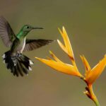 Biotime 2.0 est l'expansion de la plus grande base de données au monde en biodiversité