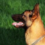 Castellón: Chiens formés pour détecter la présence d'espèces exotiques invasives de Galapagos