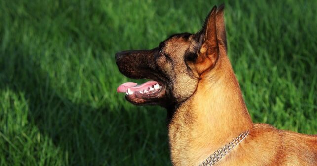 perros especies invasoras galápagos