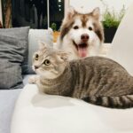 Chiens et chats protégés par les premières normes de l'UE