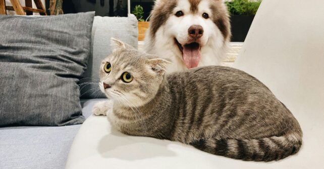 Perros gatos protegido normas UE