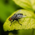 Comment les mouches maintiennent-elles l'équilibre dans les airs?