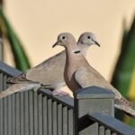 Comment protéger les cailles communes et les tortues européennes dans les îles Canaries?