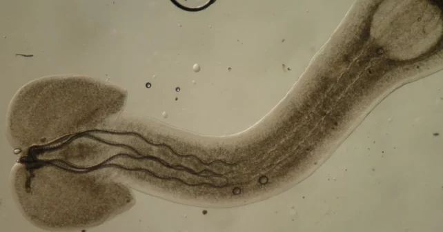 Photo en gros plan d'un ténine de Trypanorhynch avec ses quatre tentacules