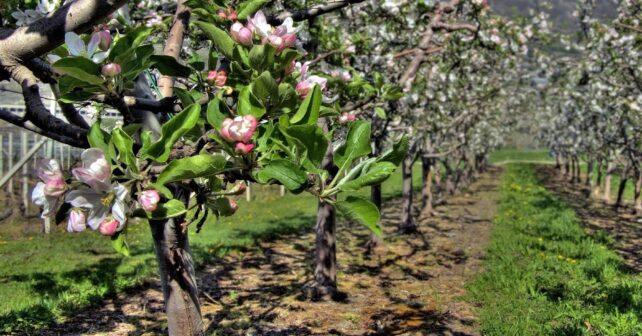 Covercrops respuesta cultivos