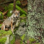 Crazy: les téléspectateurs, les vues et le matériau optique thermique pour la vision nocturne pour tuer les loups en Cantabria