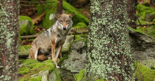 visión nocturna matar lobos Cantabria