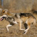 Galician Justice applique le principe de la « prudence environnementale » et paralyse la chasse au loup